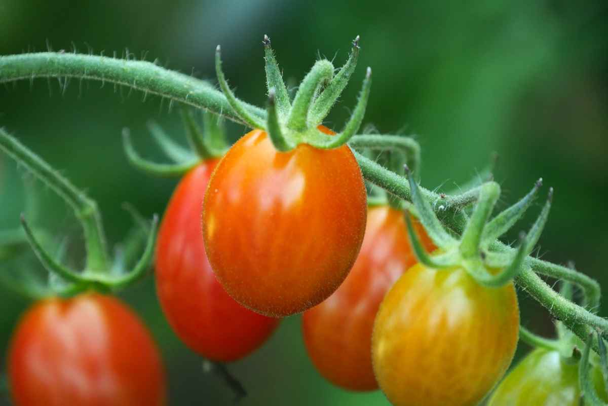 Tomaten