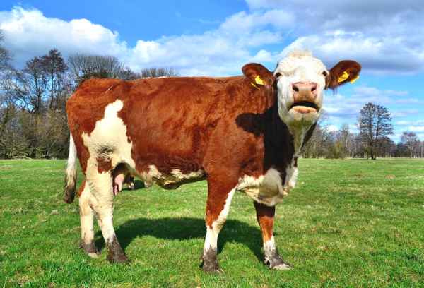 artgerechte Tierhaltung