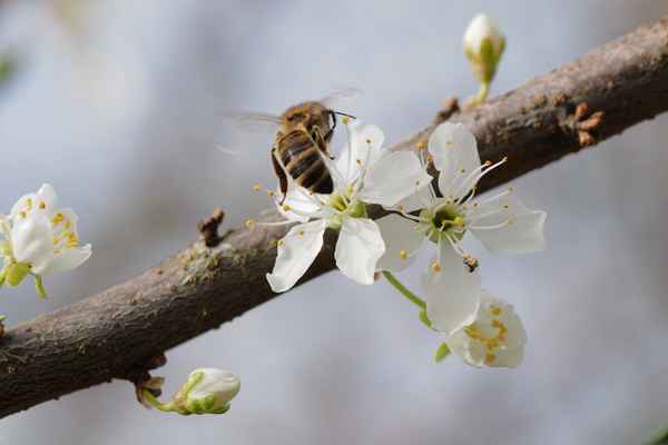 auf zur nächsten blüte