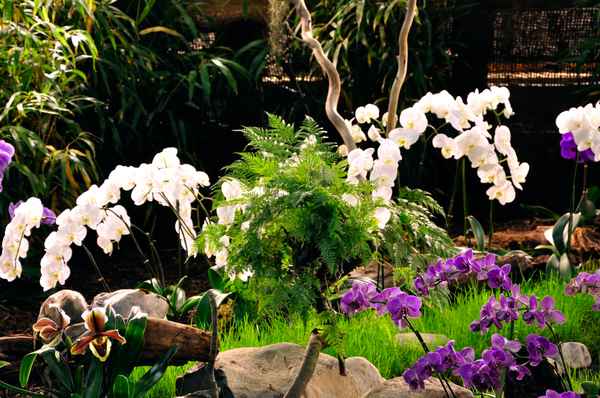Orchideen-Arrangement 2