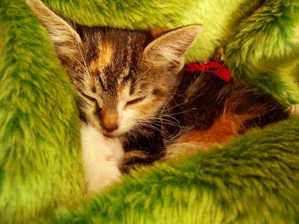 katzenbaby