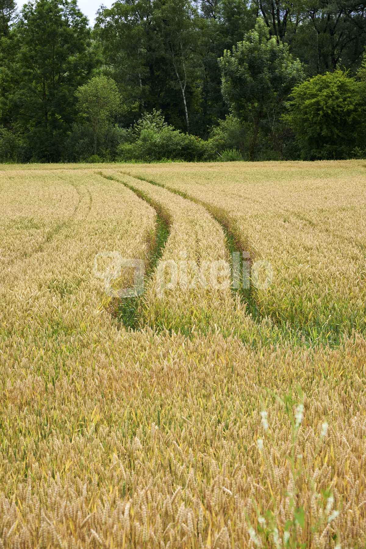 Getreidefeld