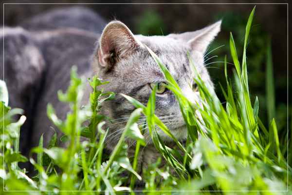 Tigerchen im grünen...