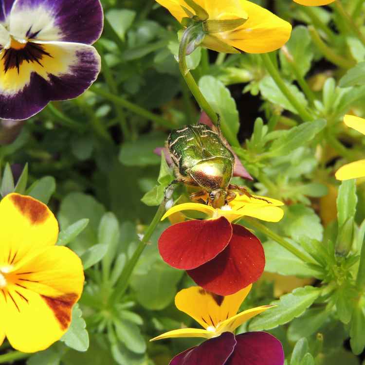 Goldglänzender Rosenkäfer stärkt sich an Hornveilchen