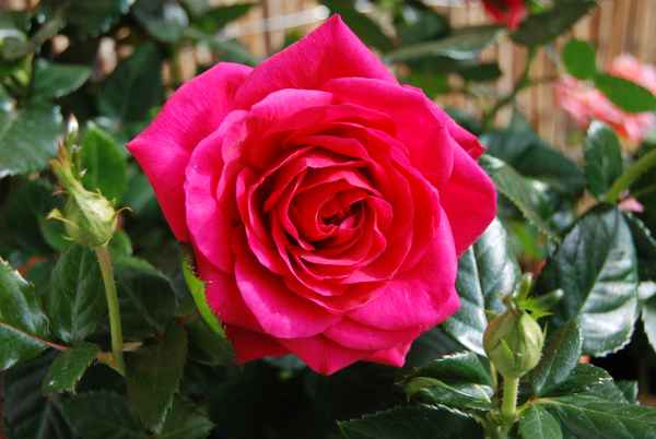 Rose_01