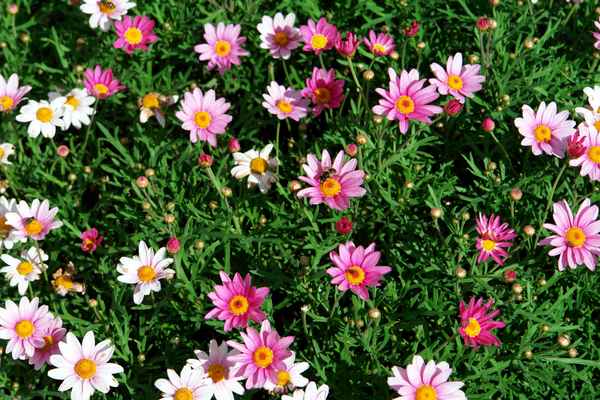 Wallpaper bunte Margeriten