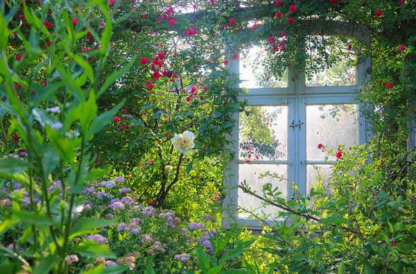 Rosen im Fenster