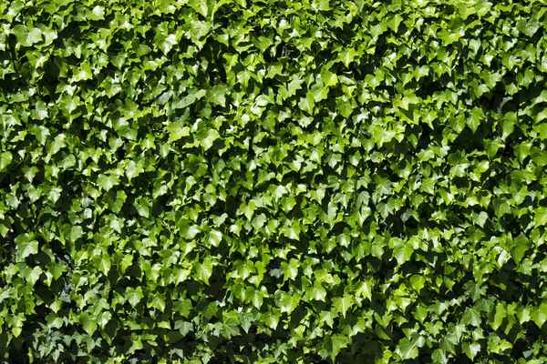 Textur Efeu