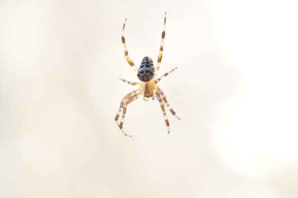 Kreuzspinne