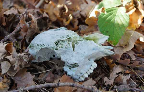 Knochenfund im Wald 2
