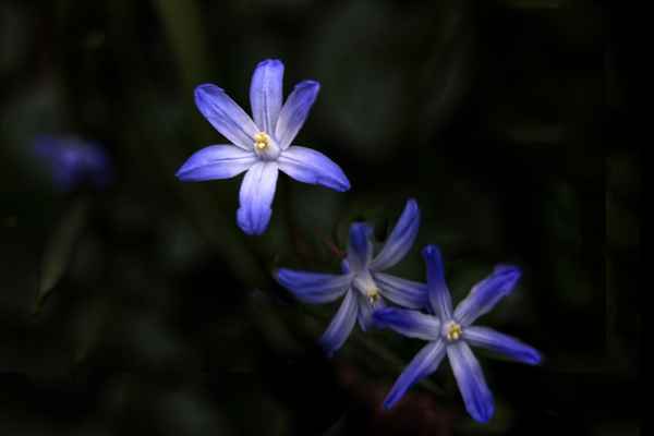 blau blau blau