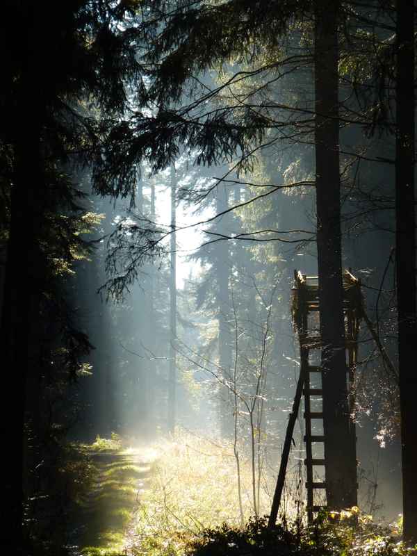 Hochsitz des Jägers