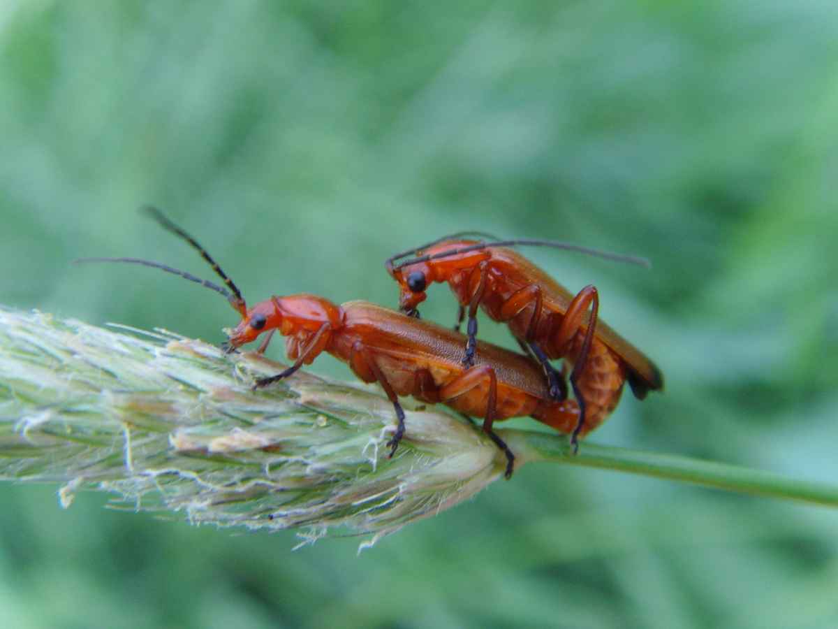 Rot auf Grün