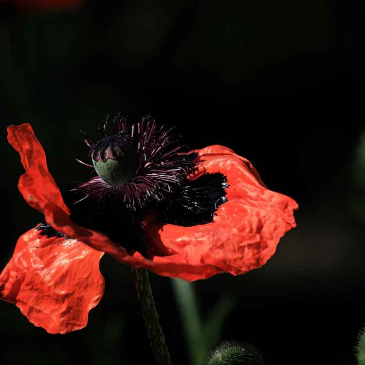 Mohnblume_02