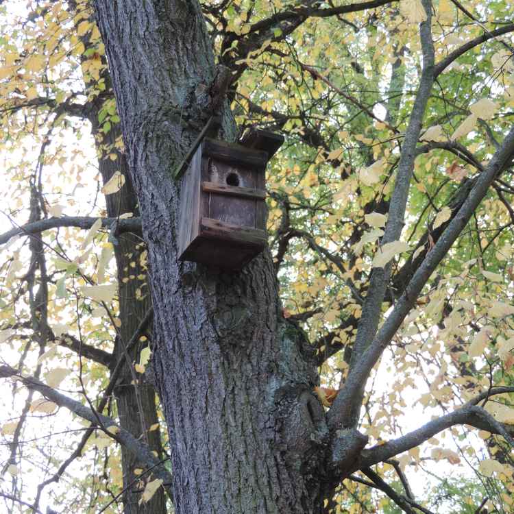 Vogelhaus