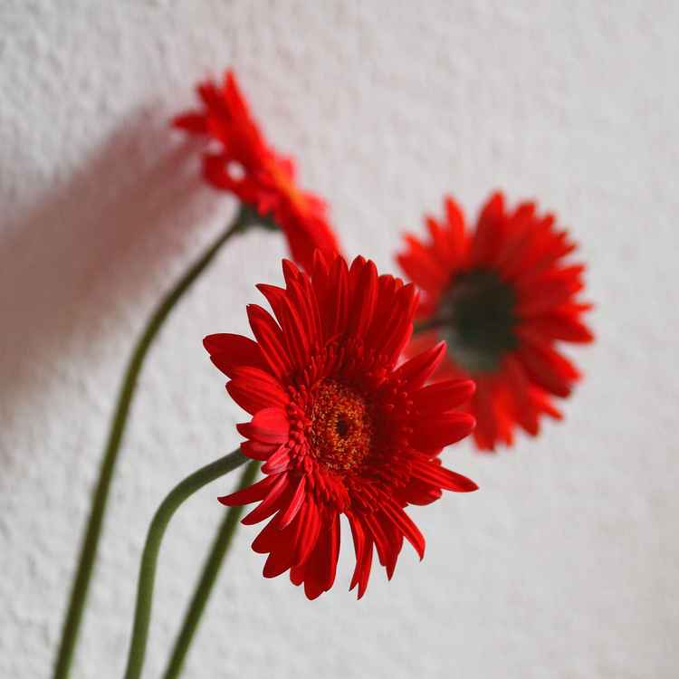 Gerbera