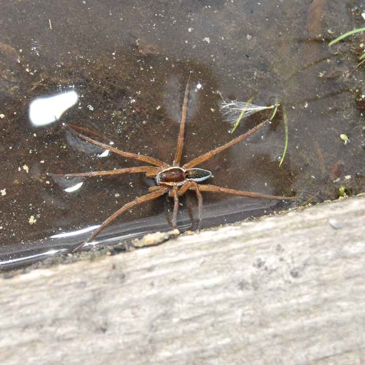 Spinne im Moor