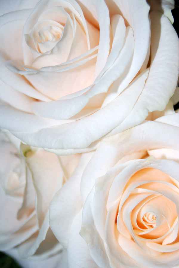 weiße rosen