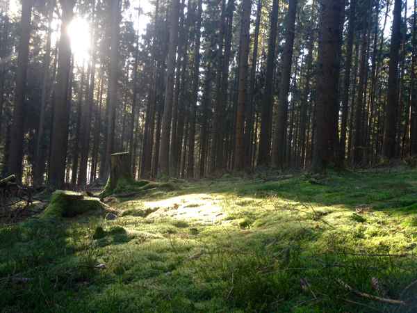 Wald