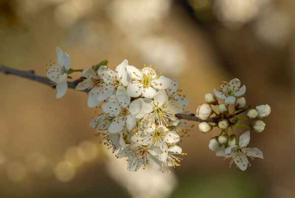 Mirabelle