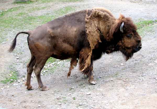 amerikanischer Bison