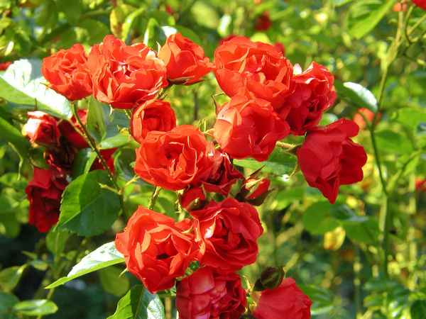 Rosenpracht