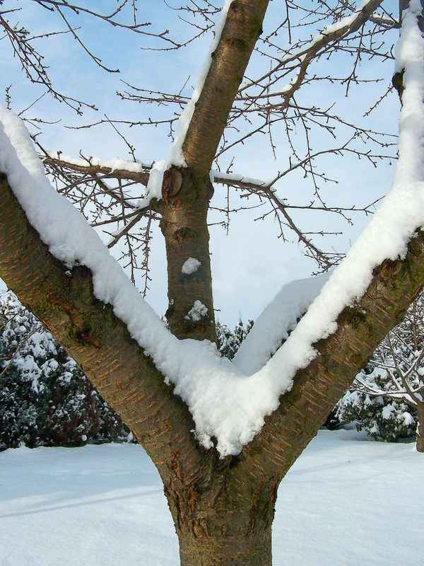 Kirschbaum ...
