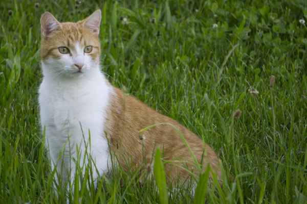 Katze in Wiese
