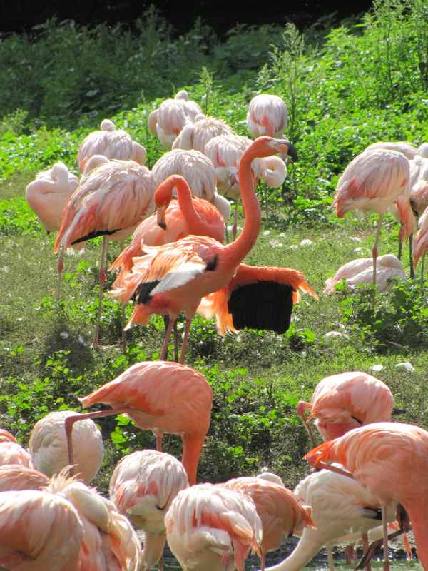 Flamingos