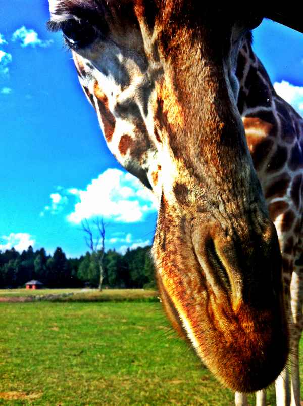 Giraffe