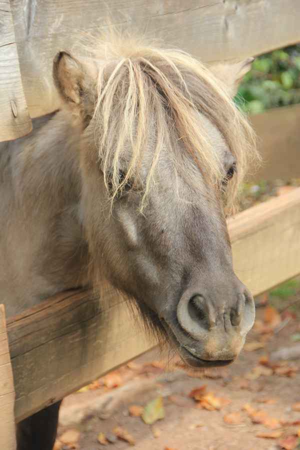 Pony mit Pony