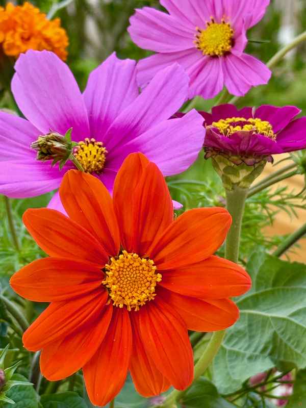 Bunte Blumen im Garten