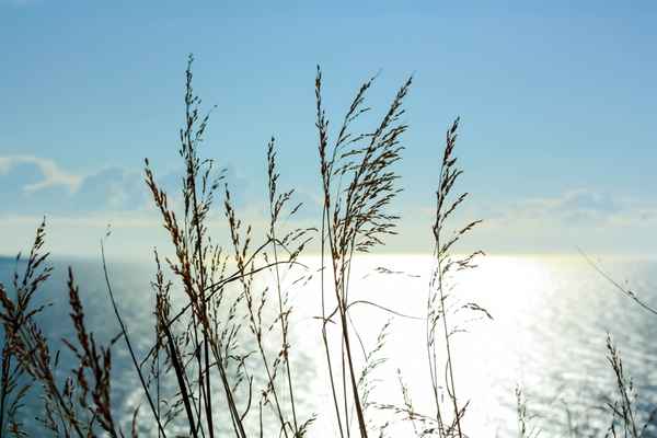Sonnenschein in hohen Gräsern