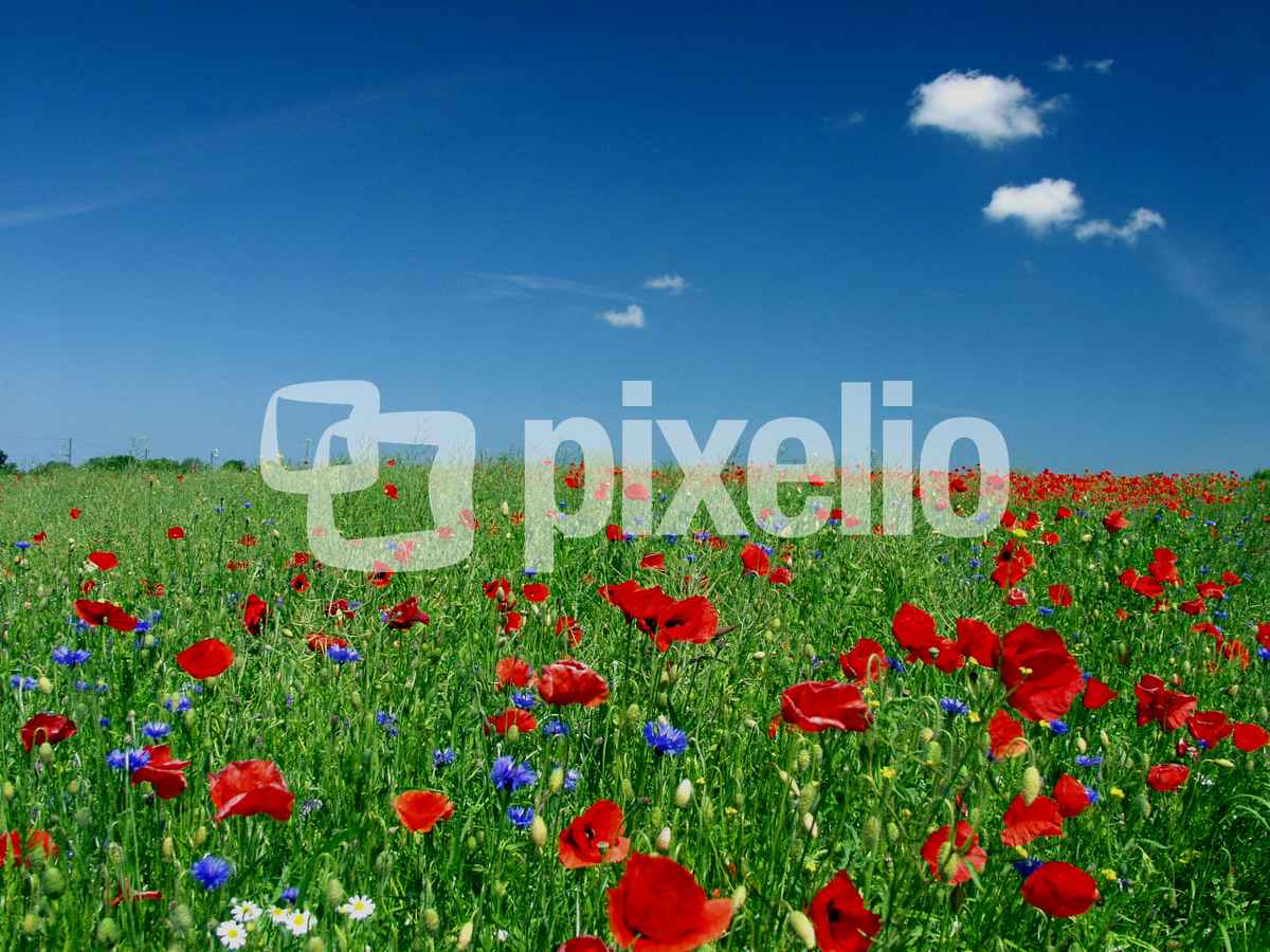 Sommerwiese