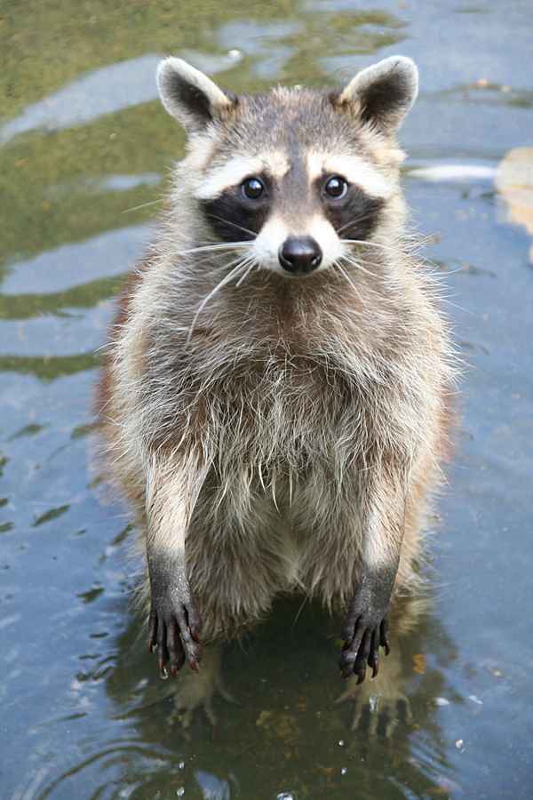 Männchen
