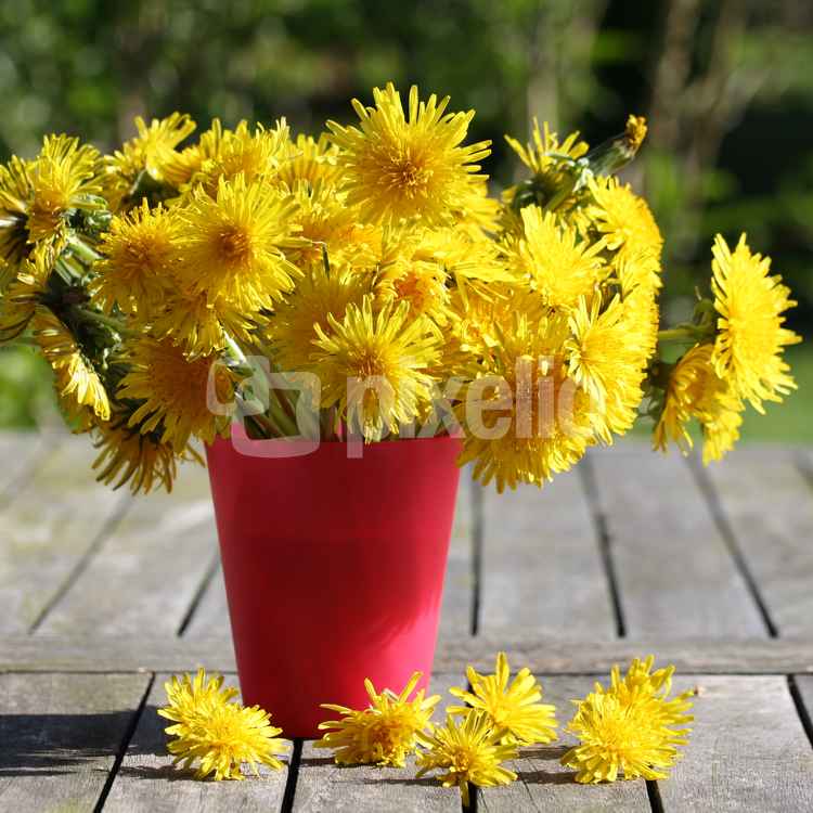 Löwenzahn in der Vase 3