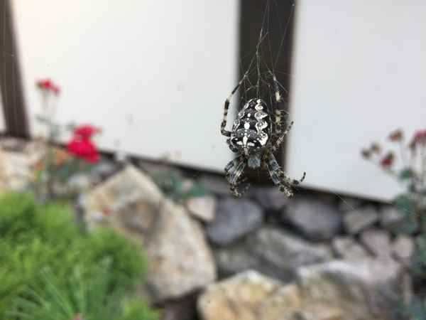 Kreuzspinne