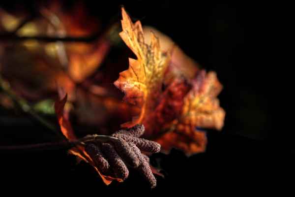Herbstfarben