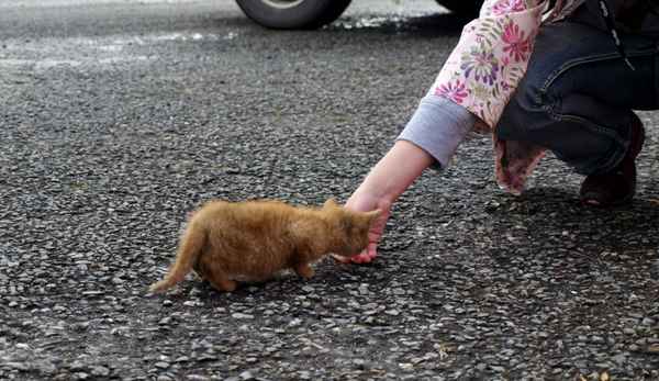 Kätzchen wird angelockt
