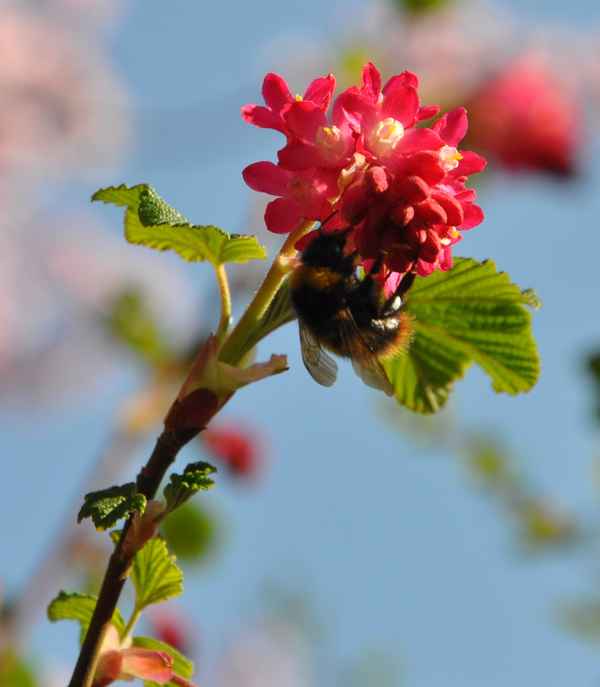Hummel auf blassroter Blütendolde