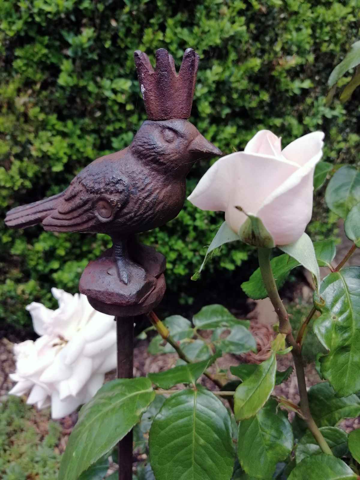 Zaunkönig herzt Rose