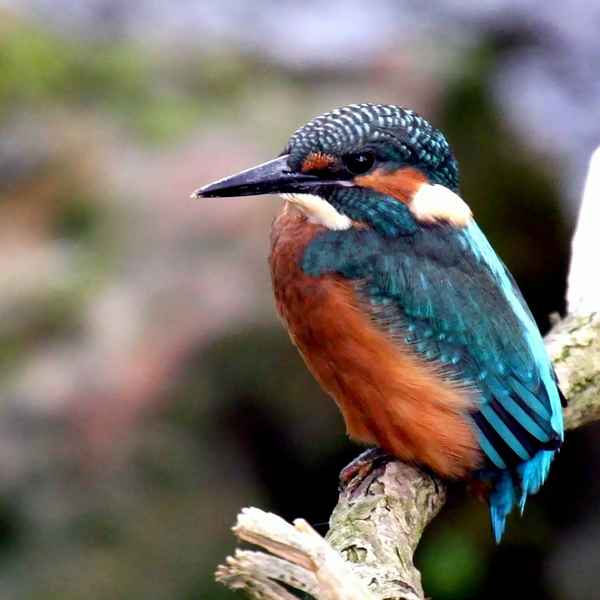 Ausschnitt vom Original