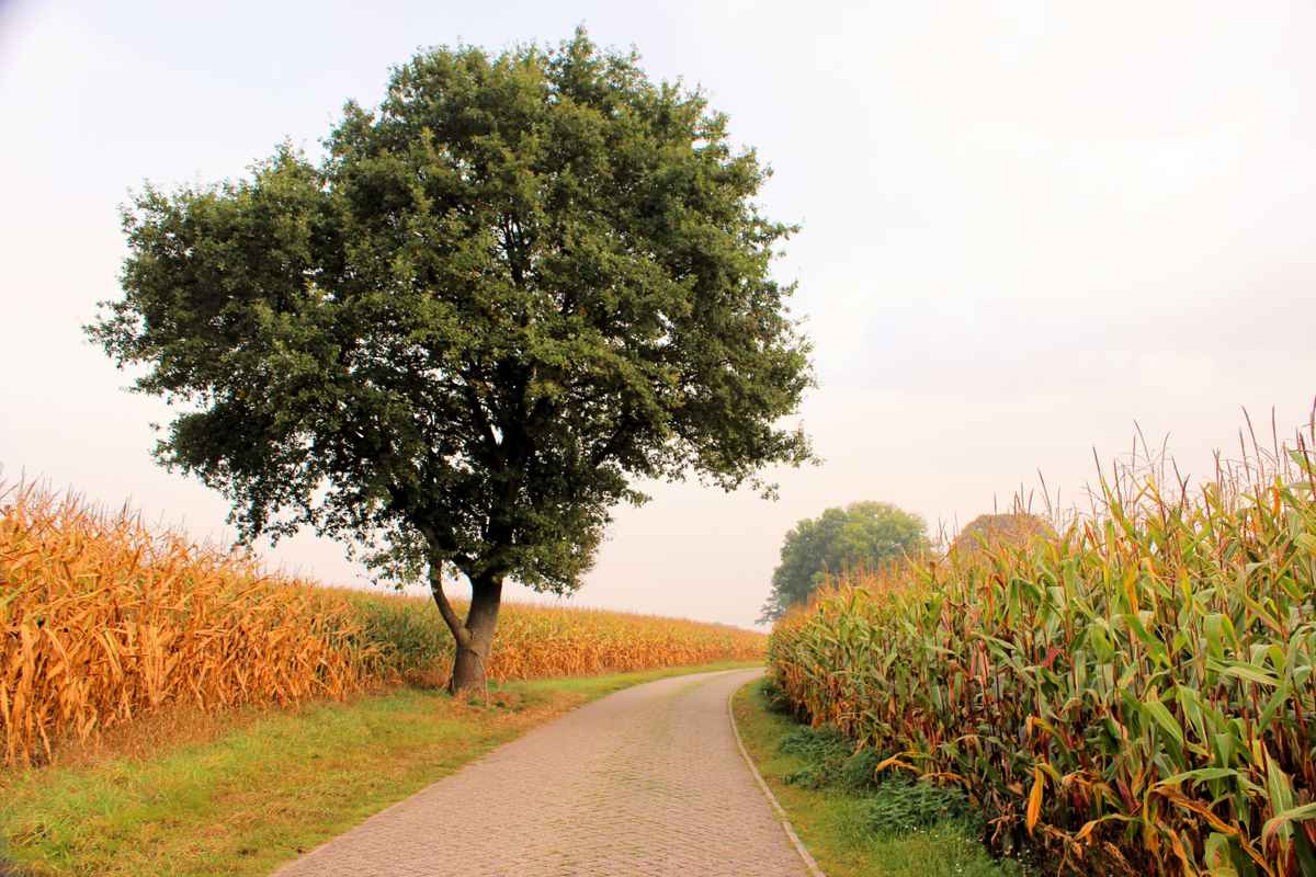 Wanderweg zwischen Maisfeldern