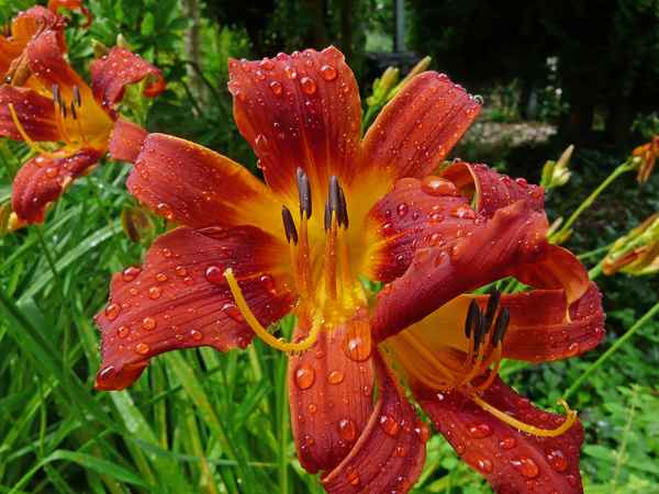 Nach dem grossen Regen 2