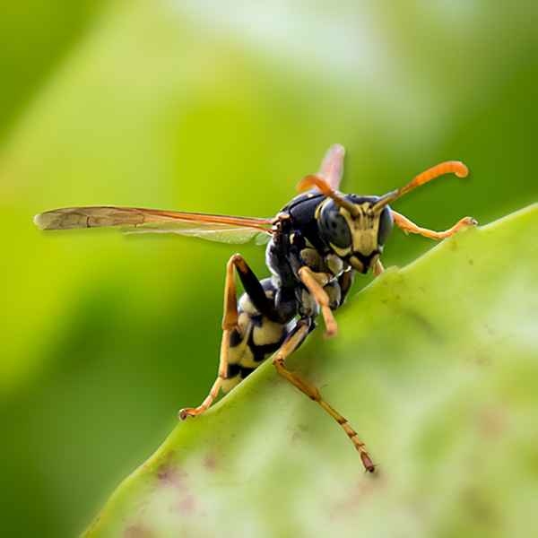 Wespe an Kirschlorbeer