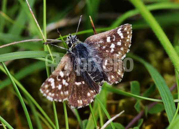 Schmetterling,Dunkler Dickkopf