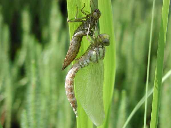 Libelle beim schlüpfen