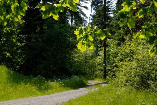 Sommerlicher Wald-Wanderweg