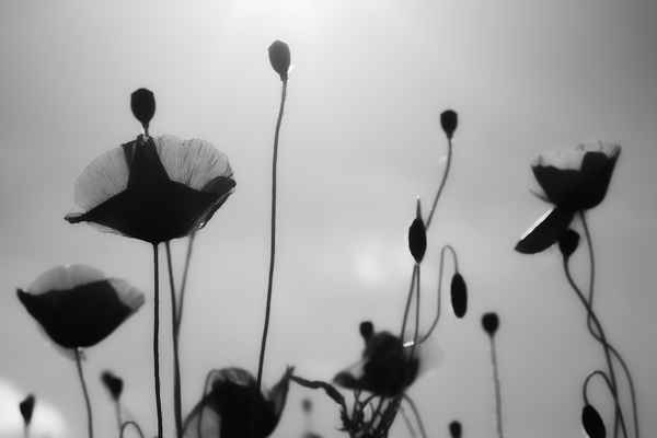 Mohn-Dancer