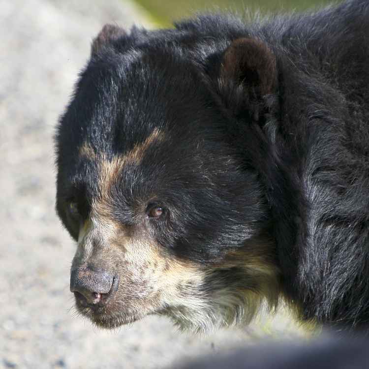 Brillenbär mit Knopfaugen